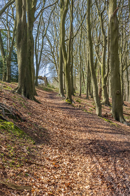 Birch Wood